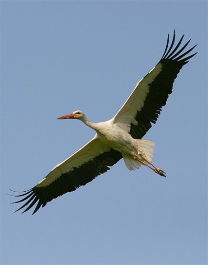 Image - White stork